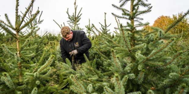 Wat voor kerstboom kiezen we dit jaar? Gaan we voor een échte, mét of zonder kluit, of een van kunststof? Lees deze tips.